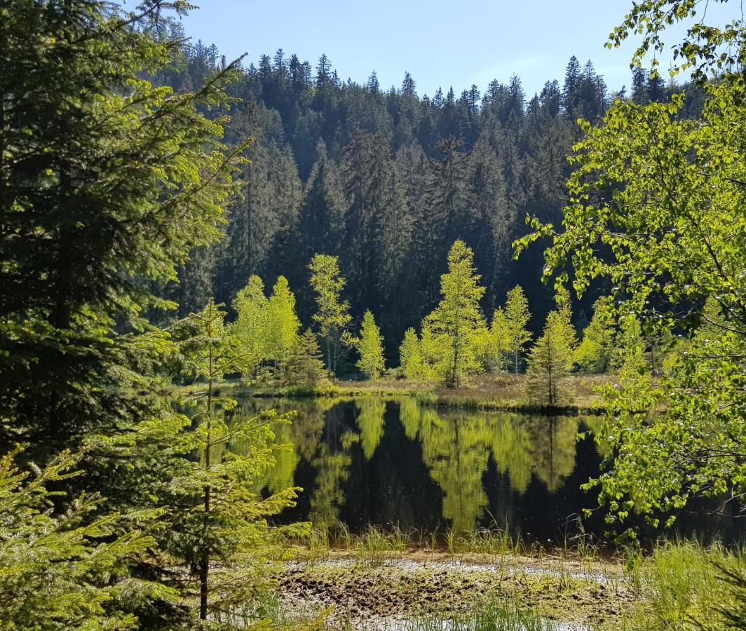 Tannenballett Im Schwarzwald
