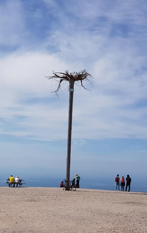 Tannenballett Im Schwarzwald * Baiersbronn
