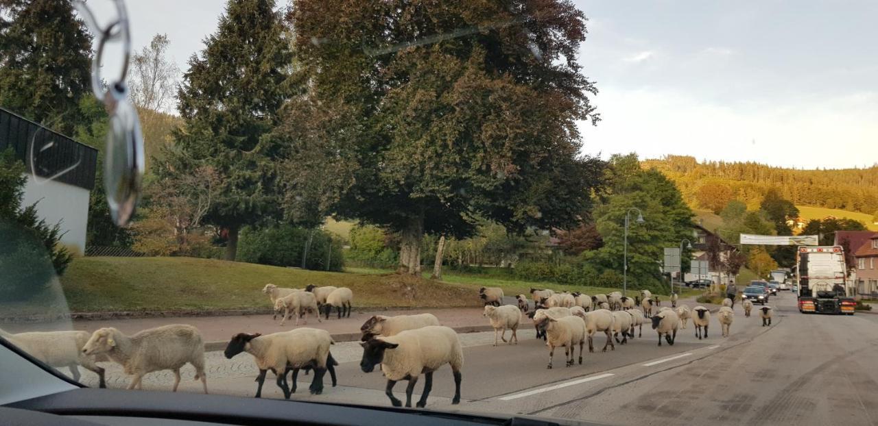 Tannenballett Im Schwarzwald Baiersbronn