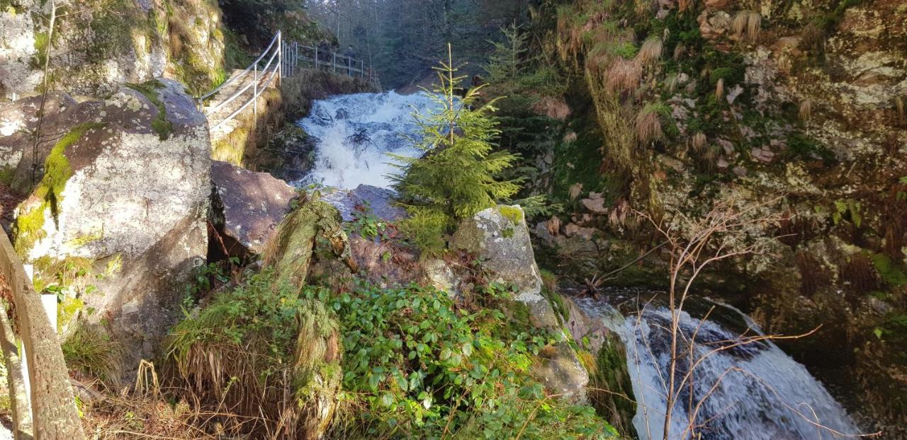 Tannenballett Im Schwarzwald *