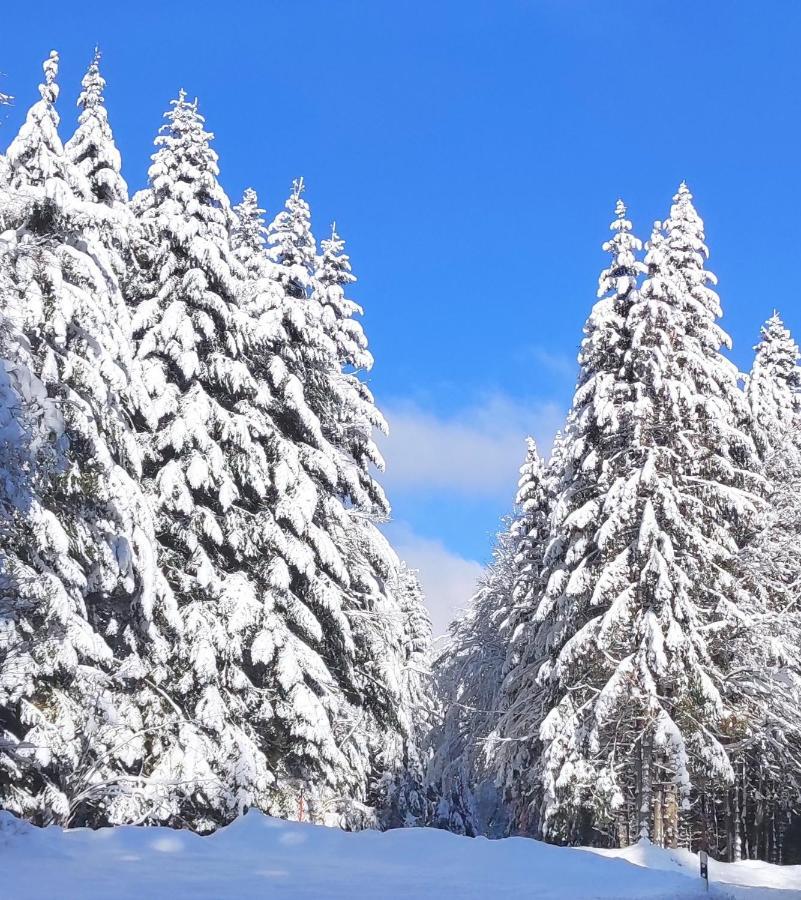 Tannenballett Im Schwarzwald