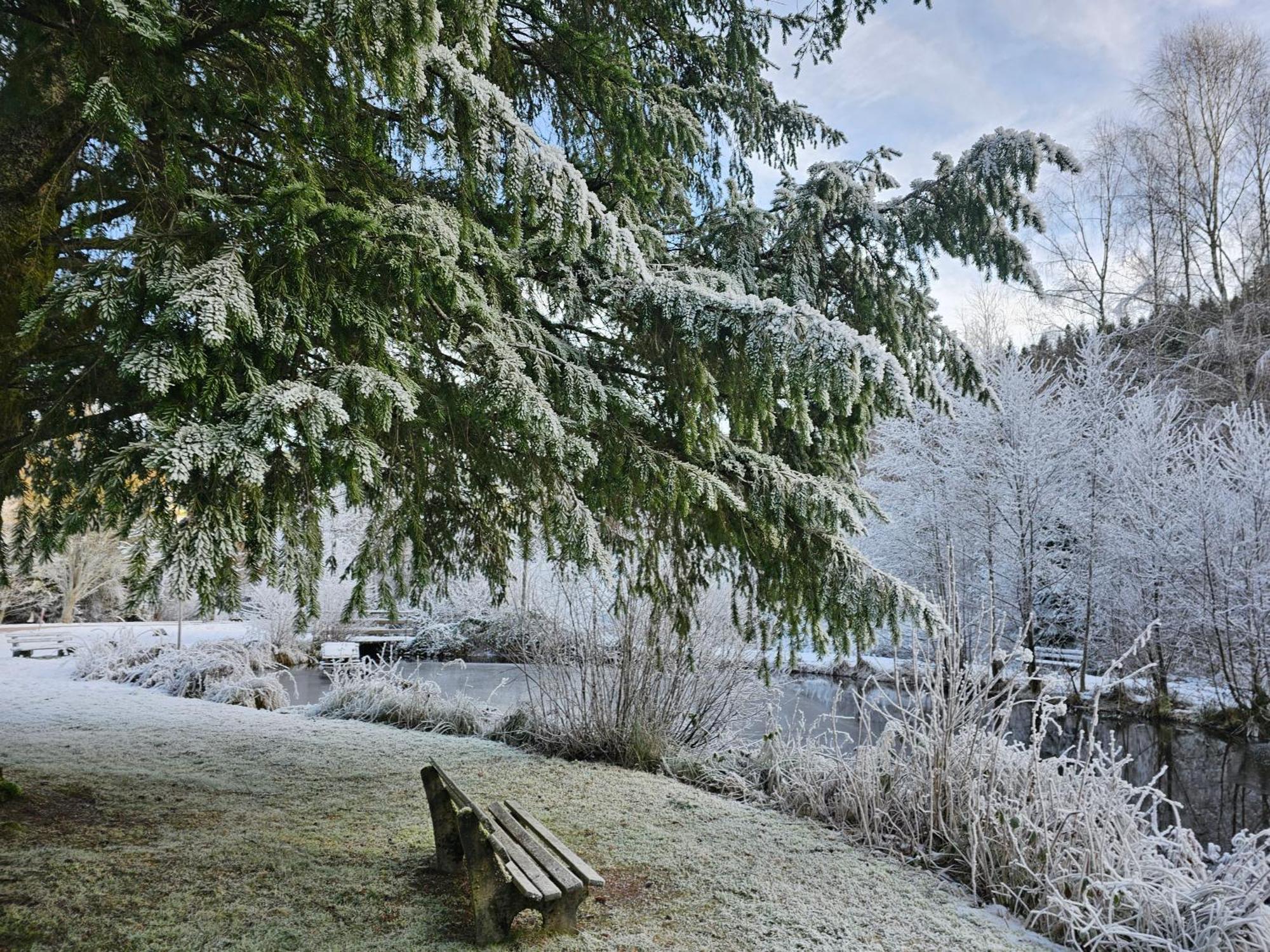 Tannenballett Im Schwarzwald * Baiersbronn